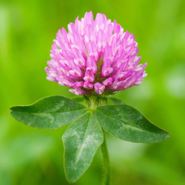 Blomstermix <br>'Bismag'<br><br>