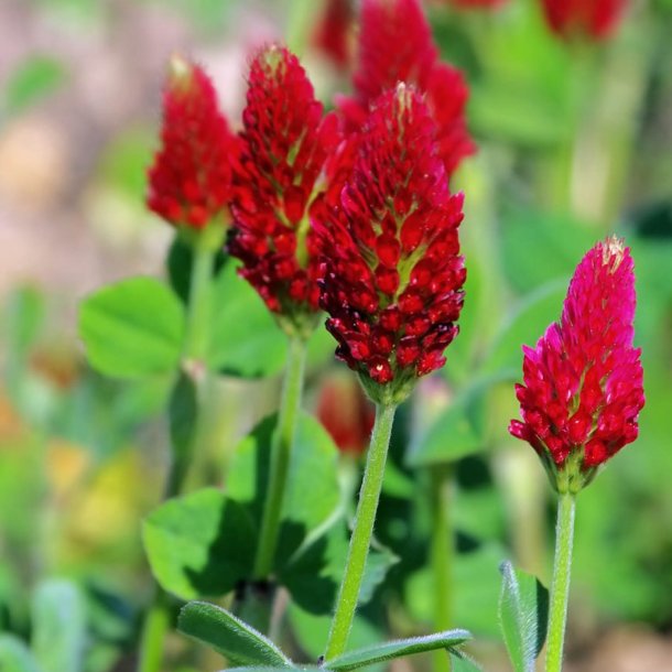 Klver, <br>Blod- <br><i> Trifolium incarnatum</i>