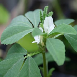 Bukkehorn  <br><i>Trigonella foenum-graecum</i>