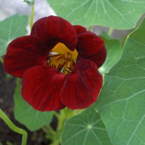 Tallerkensmkker <br>'Black Velvet'<br><i>Tropaeolum majus</i>