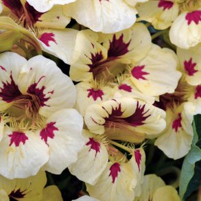 Tallerkensmkker<br>'Ladybird Cream <br>Purple Spot'<br><i>Tropaeolum minor</i>