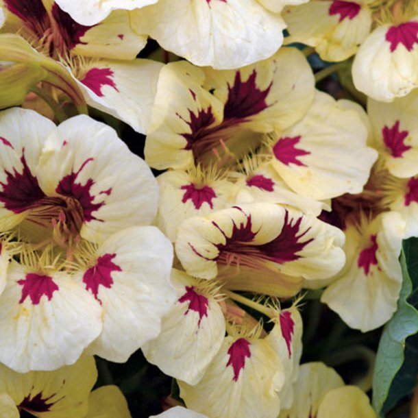 Tallerkensmkker<br>'Ladybird Cream <br>Purple Spot'<br><i>Tropaeolum minor</i>