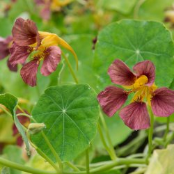 Tallerkensmkker <br>'Purple Emperor' <br><i>Tropaeolum majus </i>