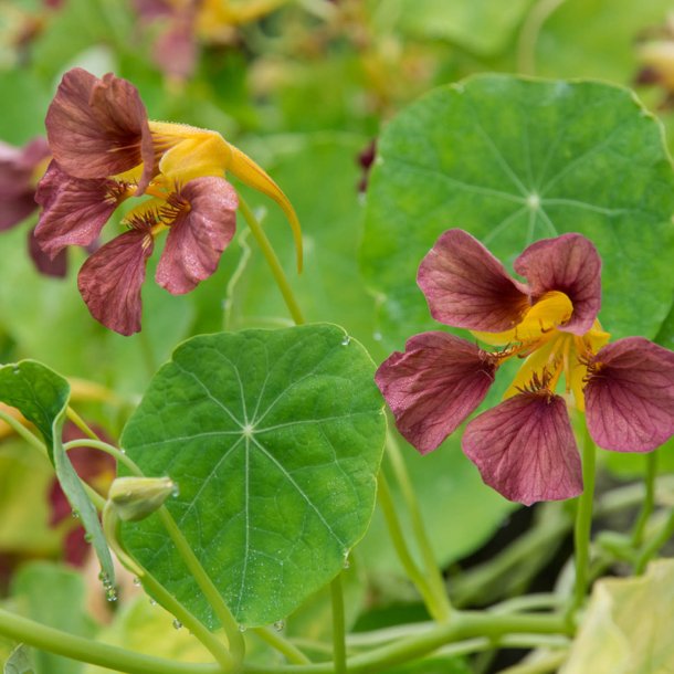 Tallerkensmkker <br>'Purple Emperor' <br><i>Tropaeolum majus </i>