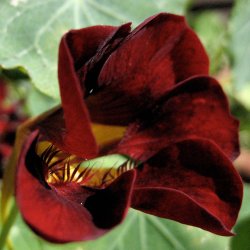 Tallerkensm�kker <br>'Black Velvet'<br><i>Tropaeolum majus</i>