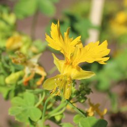 Sommerfuglekarse <br>'Canary Creeper' <i>Tropaeolum peregrinum </i>
