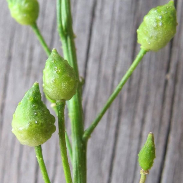 Takkeklap, <br>Orientalsk <br><i>Bunias orientalis </i>