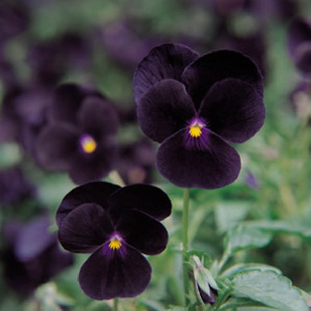 Hornviol <br>'Back to Black' <br><i> Viola cornuta</i>