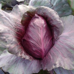 Spidskl <br>'Kalibos' <br><i>Brassica oleracea var. conica</i>