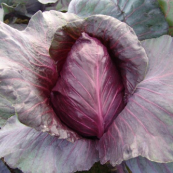 Spidskl <br>'Kalibos' <br><i>Brassica oleracea var. conica</i>