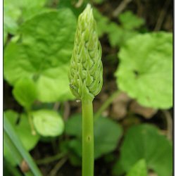 Asparges, Vild - <br>Pyrenisk fuglemlk<br><i>Ornithogalum pyrenaicum</i>