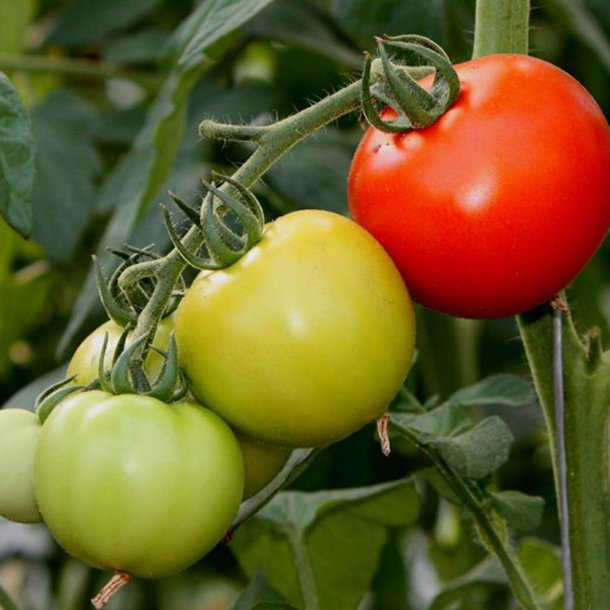 Tomat <br>'Dansk Export' <br><i>Lycopersicon esculentum</i>