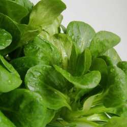 Feldsalat, <br>vrsalat <br><i> Valerianella locusta</i>