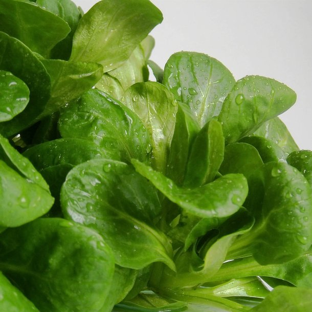 Feldsalat, <br>vrsalat <br><i> Valerianella locusta</i>