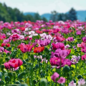 Valmue, Opiums- <br>�Mix� <br>Stork�b <br><i>Papaver somniferum</i>