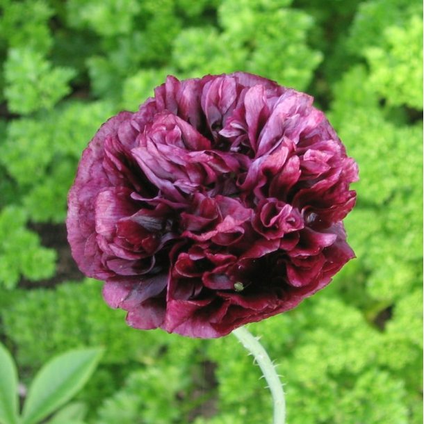 Valmue, Opiums- <br>�Mix� <br>Stork�b <br><i>Papaver somniferum</i>