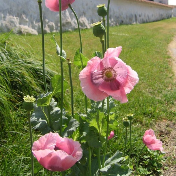 Valmue, Opiums- <br>�Mix� <br>Stork�b <br><i>Papaver somniferum</i>