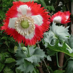 Valmue, Opiums- <br>�Mix� <br>Stork�b <br><i>Papaver somniferum</i>