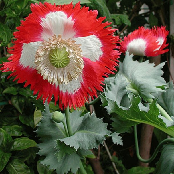 Valmue, Opiums- <br>�Mix� <br>Stork�b <br><i>Papaver somniferum</i>