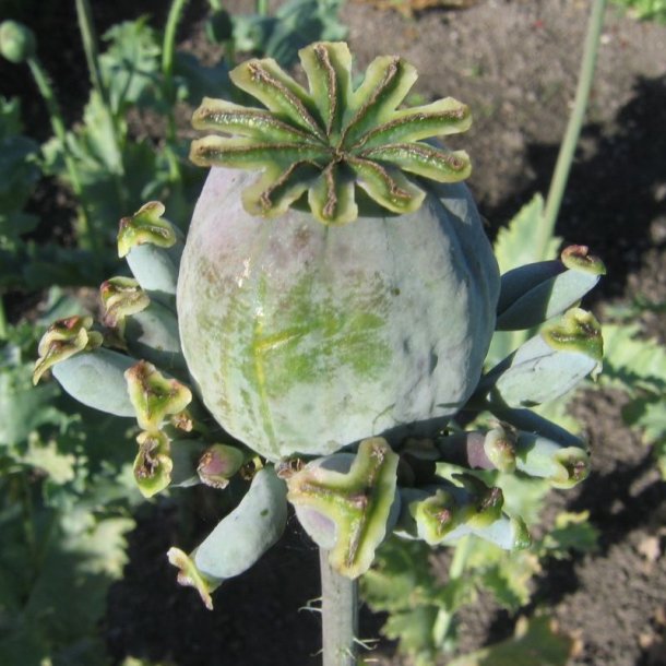 Valmue, Opiums- <br>�Mix� <br>Stork�b <br><i>Papaver somniferum</i>