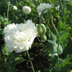Valmue, Opiums- <br>�Mix� <br>Stork�b <br><i>Papaver somniferum</i>