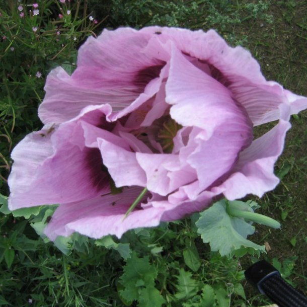 Valmue, Opiums- <br>�Mix� <br>Stork�b <br><i>Papaver somniferum</i>