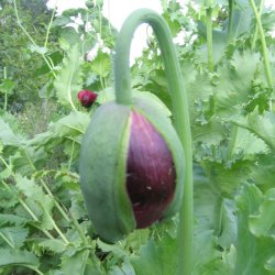 Valmue, Opiums- <br>�Mix� <br>Stork�b <br><i>Papaver somniferum</i>