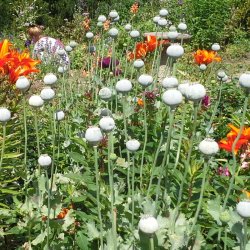 Valmue, Opiums- <br>�Mix� <br>Stork�b <br><i>Papaver somniferum</i>