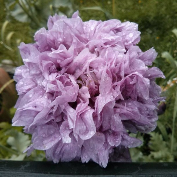 Valmue, Opiums- <br>�Mix� <br>Stork�b <br><i>Papaver somniferum</i>