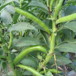 Valsk b�nne, hesteb�nne <br>�Mix� <br><i>Vicia faba </i>