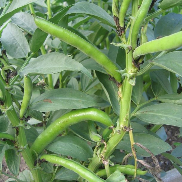 Valsk b�nne, hesteb�nne <br>�Mix� <br><i>Vicia faba </i>