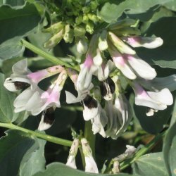 Valsk b�nne, hesteb�nne <br>�Mix� <br><i>Vicia faba </i>