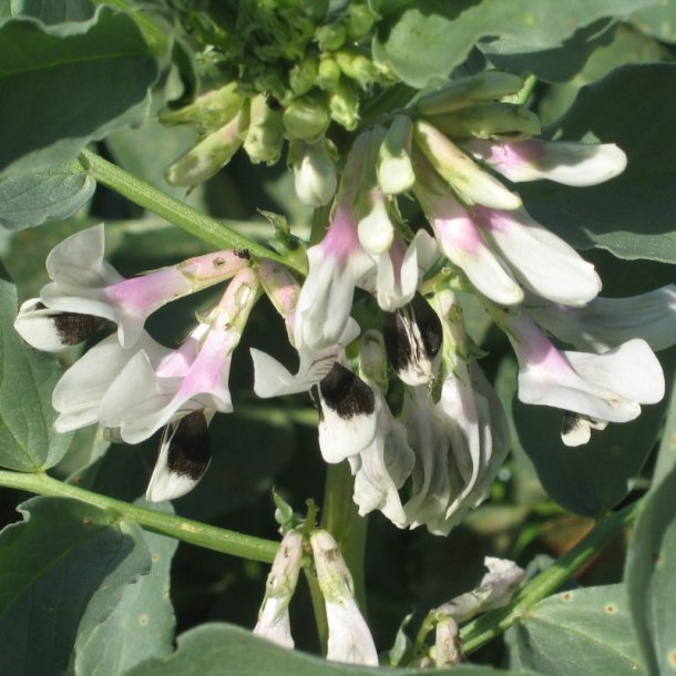 Valsk b�nne, hesteb�nne <br>�Mix� <br><i>Vicia faba </i>