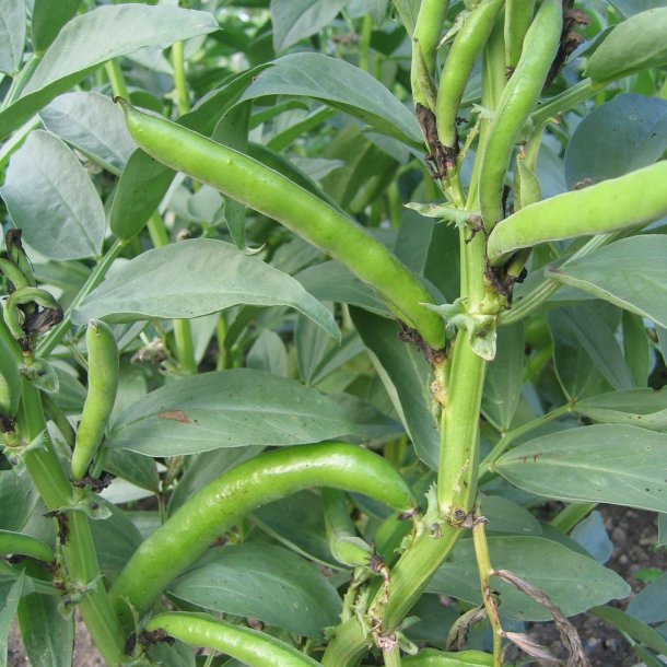 Valsk bnne, hestebnne<br>'Karmazyn'<br><i>Vicia faba </i>