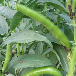 Valsk bnne, hestebnne <br>'Vertigo'<br><i>Vicia faba </i>