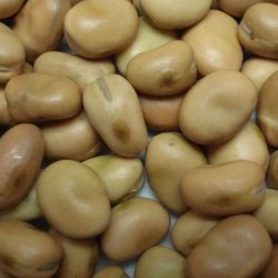 Valsk bnne, hestebnne <br>'Vertigo'<br><i>Vicia faba </i>