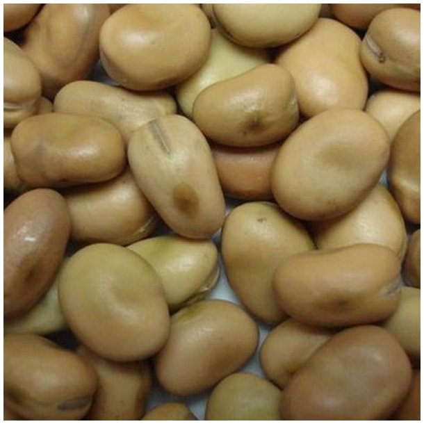 Valsk bnne, hestebnne <br>'Vertigo'<br><i>Vicia faba </i>