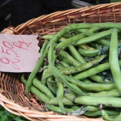 Valsk bnne, hestebnne <br>'Vertigo'<br><i>Vicia faba </i>