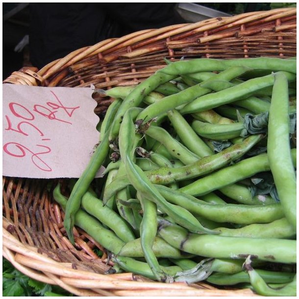 Valsk bnne, hestebnne <br>'Vertigo'<br><i>Vicia faba </i>