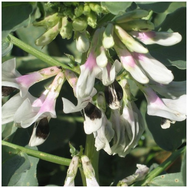Valsk bnne, hestebnne <br>'Vertigo'<br><i>Vicia faba </i>