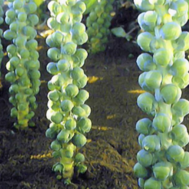 Rosenkl <br>'Jade Cross E' F1  <br><i>Brassica oleracea var. gemnifera</i>
