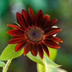 Solsikke <br>'Velvet Queen' <br><i>Helianthus annuus</i>