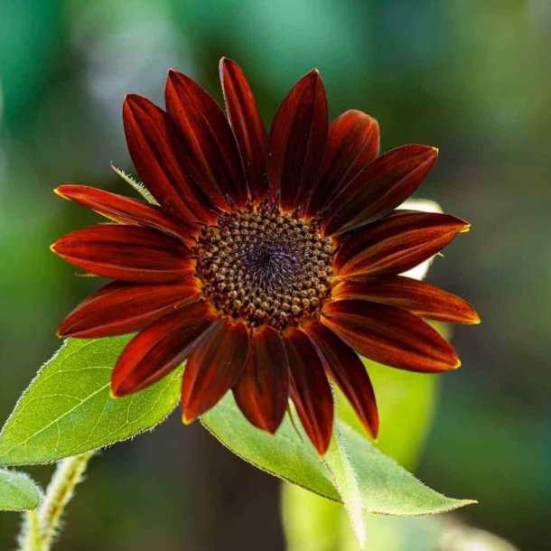 Solsikke <br>'Velvet Queen' <br><i>Helianthus annuus</i>
