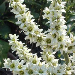 Foldblad <br>'Alba' <br><i>Veratrum album </i>