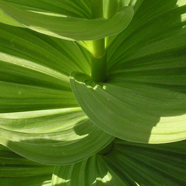 Foldblad <br>'Alba' <br><i>Veratrum album </i>