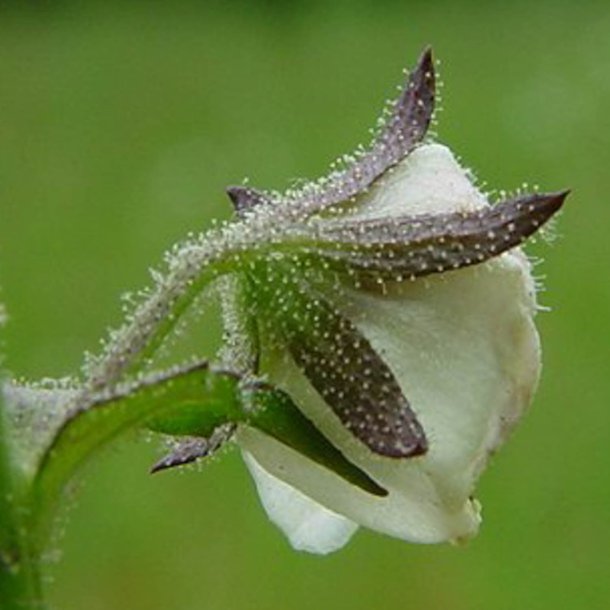 Kongelys <br>'Domino' <br><i>Verbascum blattaria</i>
