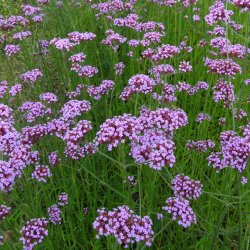 Verbena, <br>Kmpe- <br><i>Verbena bonariensis</i>