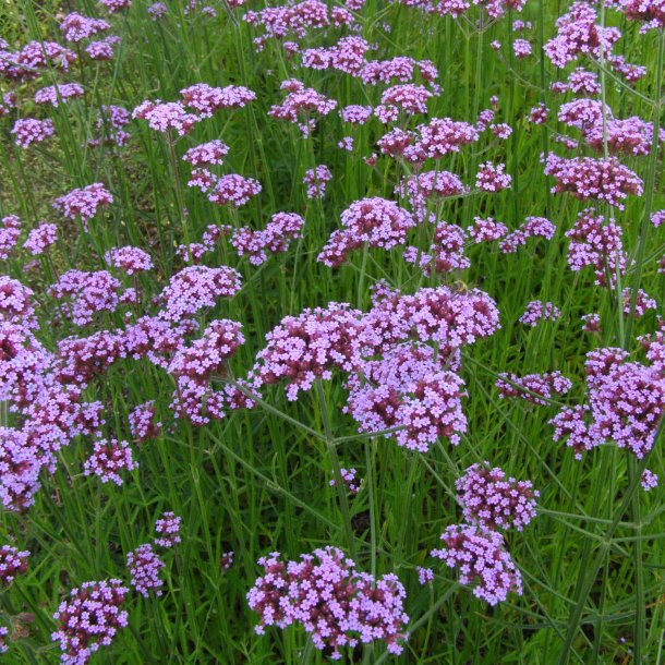 Verbena, <br>Kmpe- <br><i>Verbena bonariensis</i>