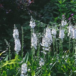 renpris, Porcelns- <br> Ensianbladet <br><i> Veronica Gentianoides</i>