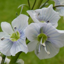 renpris, Porcelns- <br> Ensianbladet <br><i> Veronica Gentianoides</i>